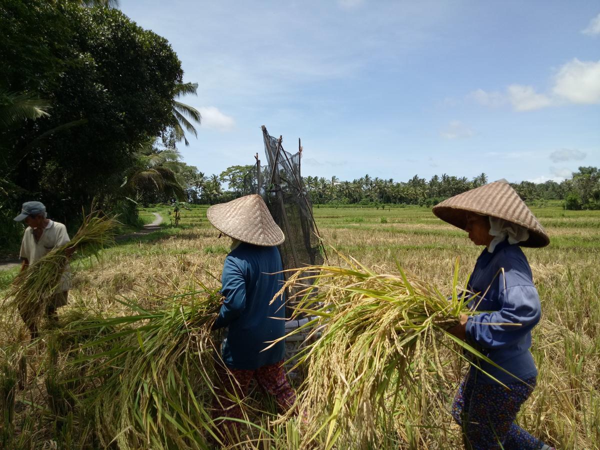 Amara Giri I Villa Ubud Buitenkant foto